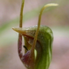 Pterostylis erecta at Basin View, NSW - suppressed