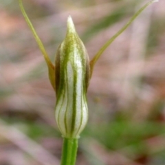 Pterostylis erecta at Basin View, NSW - suppressed