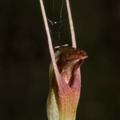 Pterostylis erecta (Erect Maroonhood) at Bugong National Park - 15 Sep 2016 by AlanS