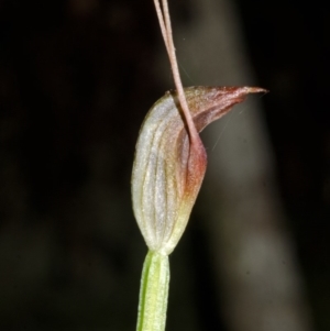 Pterostylis erecta at Budgong, NSW - suppressed