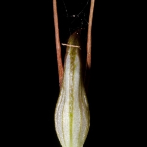 Pterostylis erecta at Budgong, NSW - suppressed