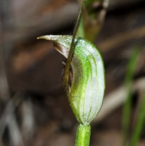 Pterostylis erecta at Barrengarry, NSW - suppressed