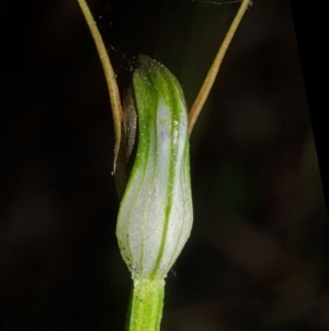 Pterostylis erecta at Barrengarry, NSW - suppressed