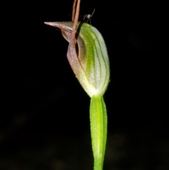 Pterostylis erecta (Erect Maroonhood) at Erowal Bay, NSW - 14 Aug 2013 by AlanS