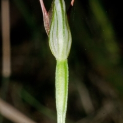 Pterostylis erecta at Erowal Bay, NSW - suppressed