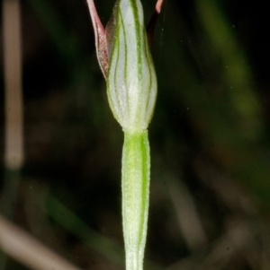 Pterostylis erecta at Erowal Bay, NSW - 15 Aug 2013