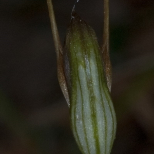 Pterostylis erecta at Erowal Bay, NSW - suppressed