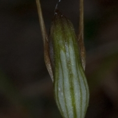 Pterostylis erecta at Erowal Bay, NSW - suppressed