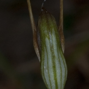 Pterostylis erecta at Erowal Bay, NSW - 17 Aug 2010