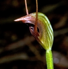 Pterostylis erecta (Erect Maroonhood) at Falls Creek, NSW - 3 Sep 2010 by AlanS