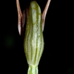 Pterostylis erecta at Falls Creek, NSW - suppressed