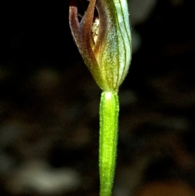 Pterostylis erecta (Erect Maroonhood) at Budgong, NSW - 20 Aug 2009 by AlanS