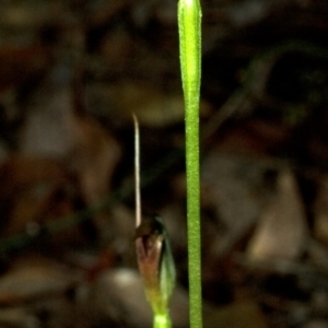 Pterostylis erecta at Budgong, NSW - suppressed