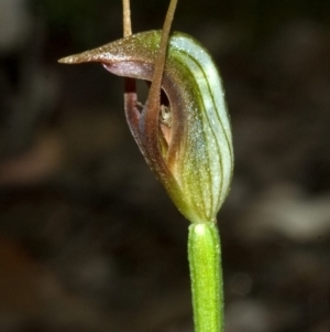 Pterostylis erecta at Budgong, NSW - suppressed