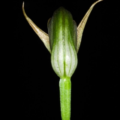 Pterostylis erecta (Erect Maroonhood) at Sussex Inlet, NSW - 18 Jul 2013 by AlanS