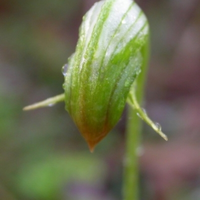 Pterostylis hispidula (Small Nodding Greenhood) at Falls Creek, NSW - 28 Apr 2004 by AlanS