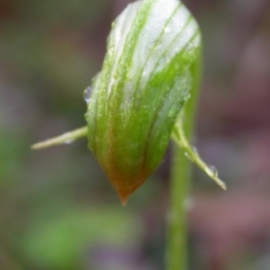 Pterostylis hispidula at Falls Creek, NSW - 28 Apr 2004