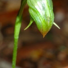 Pterostylis hispidula (Small Nodding Greenhood) at Falls Creek, NSW - 12 Jun 2005 by AlanS