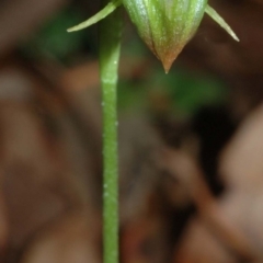 Pterostylis hispidula at Falls Creek, NSW - suppressed