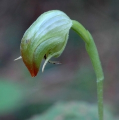 Pterostylis hispidula (Small Nodding Greenhood) at Falls Creek, NSW - 14 Apr 2005 by AlanS