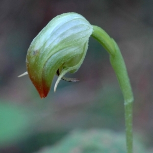 Pterostylis hispidula at Falls Creek, NSW - 14 Apr 2005