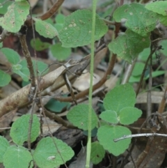 Pterostylis hispidula at Falls Creek, NSW - suppressed