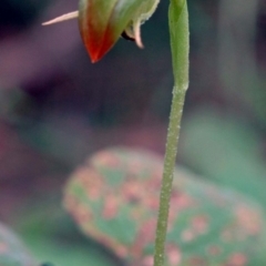 Pterostylis hispidula at Falls Creek, NSW - suppressed