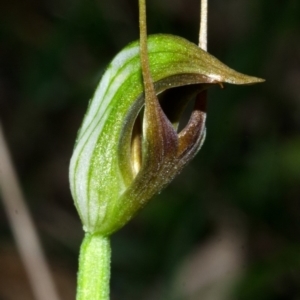 Pterostylis oblonga at Myola, NSW - suppressed