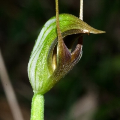 Pterostylis oblonga (Coastal Maroonhood) at Myola, NSW - 20 Aug 2013 by AlanS