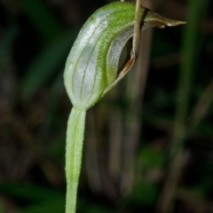 Pterostylis oblonga at Myola, NSW - suppressed