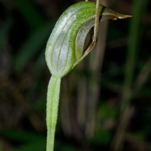 Pterostylis oblonga at Myola, NSW - suppressed