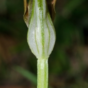 Pterostylis oblonga at Myola, NSW - suppressed