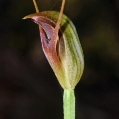 Pterostylis oblonga (Coastal Maroonhood) at Currambene State Forest - 19 Sep 2013 by AlanS