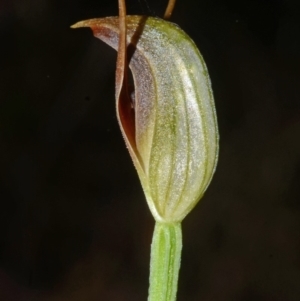 Pterostylis oblonga at Comberton, NSW - suppressed