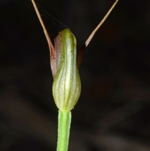Pterostylis oblonga at Comberton, NSW - suppressed