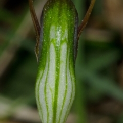 Pterostylis erecta (Erect Maroonhood) at Myola, NSW - 4 Aug 2012 by AlanS