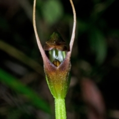 Pterostylis erecta at Myola, NSW - suppressed