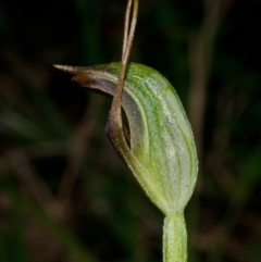 Pterostylis erecta at Myola, NSW - 5 Aug 2012