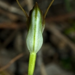 Pterostylis oblonga (Coastal Maroonhood) at Undefined, NSW - 19 Aug 2010 by AlanS