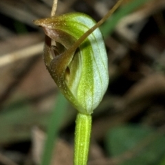 Pterostylis oblonga at Undefined, NSW - 19 Aug 2010