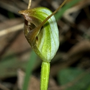 Pterostylis oblonga at Undefined, NSW - suppressed