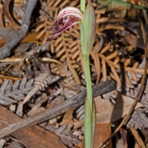 Pyrorchis nigricans at Myola, NSW - 27 Aug 2013