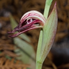 Pyrorchis nigricans at Myola, NSW - suppressed