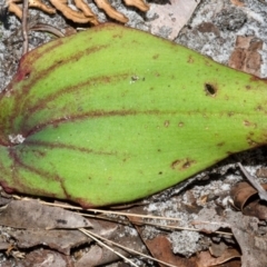 Pyrorchis nigricans at Myola, NSW - suppressed