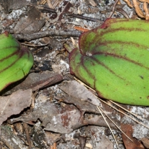 Pyrorchis nigricans at Myola, NSW - suppressed