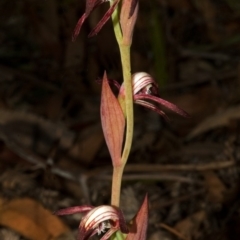 Pyrorchis nigricans (Red Beaks) at Myola, NSW - 9 Aug 2008 by AlanS