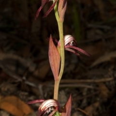 Pyrorchis nigricans (Red Beaks) at Myola, NSW - 8 Aug 2008 by AlanS