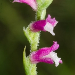 Spiranthes australis (Austral Ladies Tresses) at Booderee National Park - 8 Mar 2015 by AlanS