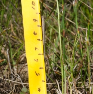 Spiranthes australis at Jervis Bay, JBT - suppressed