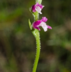 Spiranthes australis at Jervis Bay, JBT - suppressed